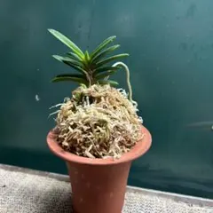 2025年最新】富貴蘭の人気アイテム - メルカリ