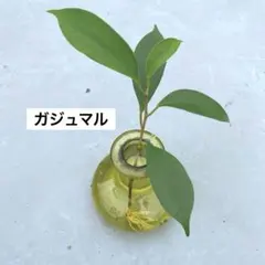 ガジュマル　挿し木　水耕栽培　根付き