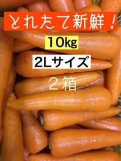 砂地栽培　新鮮な柔らかい大きな　人参　2Lサイズ　10kg ２箱　農家直送　５のサムネイル