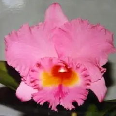 洋蘭 原種 カトレア C. walkeriana f. aquinii Gifu - メルカリ