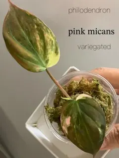 【専用、メルカリ便】フィロデンドロン ピンクミカンス 専用、メルカリ便】フィロデンドロン ピンクミカンス