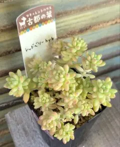 2026年最新】古都の葉の人気アイテム - メルカリ