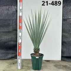 マ*ン様 ユッカ リギタ 赤紐 - メルカリ
