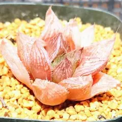 MONKU様 リクエスト 2点 まとめ商品