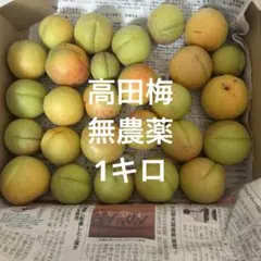 高田梅　無農薬　高田うめ　梅酒　梅ジャムのサムネイル