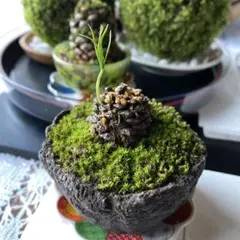 風蘭 白花 紀州産 山野草 石に着生④ 匿名発送 最短でお届け - メルカリ