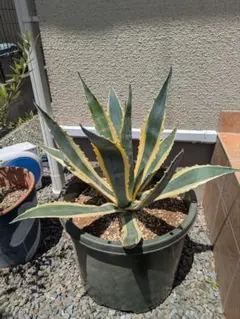 ばあちゃんの観葉植物引きちぎってパクっただれか買ってくれマジで 