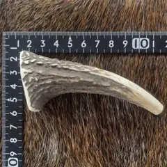 エゾ鹿の角 ✴︎2✴︎ 約10cm 先端1本　犬のおもちゃ　蝦夷鹿のサムネイル