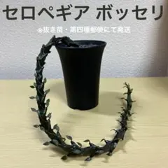 セロペギア ボッセリのサムネイル