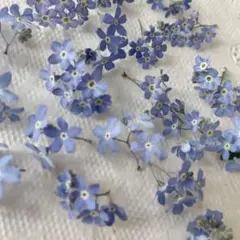 わすれなぐさブルードライフラワー パーツ レジン 素材 - メルカリ