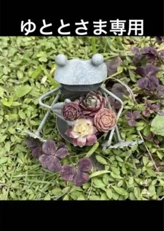 ゆととさま専用 センペルビウム