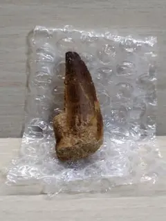 恐竜の歯 スコミムス [DS401] 化石 希少 レア 恐竜の歯 スコミムス [DS401] 化石 希少 レア 楽天市場】【送料無料