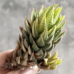 2025年最新】アテナータ 斑入りの人気アイテム - メルカリ