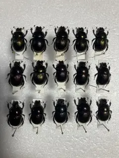 2025年最新】コガネ 標本の人気アイテム - メルカリ