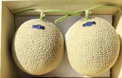 高知産 贈答用 温室マスクメロン 2玉入 約4，6Kg A品 北海道沖縄発送