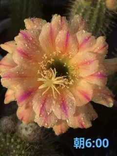 つぼみ付き】多肉植物 柱花サボテン ピンクのストライプ - メルカリ