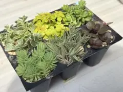 セダム　カット苗セット6種類