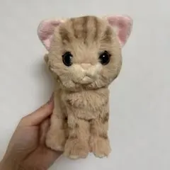 サンレモン kitten キトン アメリカンショートヘアのサムネイル