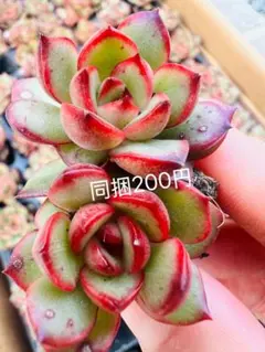 다육 식물 몽블랑 뿌리가있는 발송 에케베리아 한국미묘