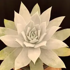 pepe様専用ページ