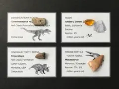 化石 骨 ケラトサウルス ユタ州産 - メルカリ