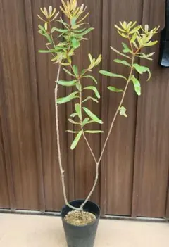 ウォールムバンクシア アエムラ 鉢植えJ 苗 オージープランツ ドライ