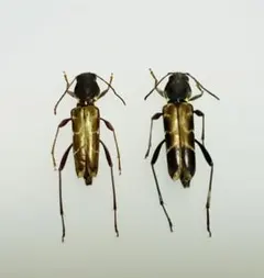 2025年最新】カミキリ 標本の人気アイテム - メルカリ