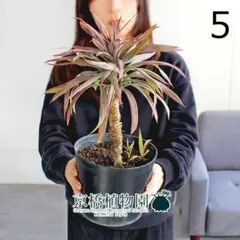 2026年最新】デスメティアーナの人気アイテム - メルカリ