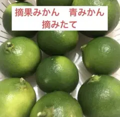 摘果みかん　青みかん　家庭菜園　ゆうパケットプラス　入るだけのサムネイル