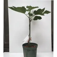 超メルカリ市値下げ】White Madeira #1 イチジク 2年生苗木 - メルカリ