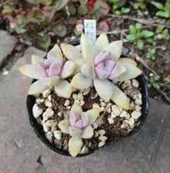 桜牡丹 3頭　多肉植物　抜き苗のサムネイル