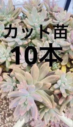 アリアケスミレ 小苗 1株 有明すみれ 有明菫 多年草 山野草 宿根草 a1