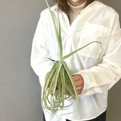 2026年最新】チランジア ドゥラティの人気アイテム - メルカリ