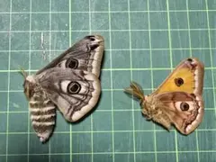 2026年最新】クジャクヤママユの人気アイテム - メルカリ