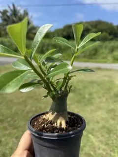 アデニウム オベスム 実生 タコ足のサムネイル