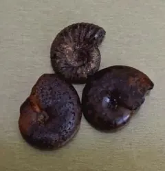 2026年最新】 北海道 アンモナイトの人気アイテム - メルカリ