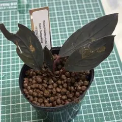 ☆Bucephalandra motleyana / パダワン 黒青個体 特選！ - メルカリ