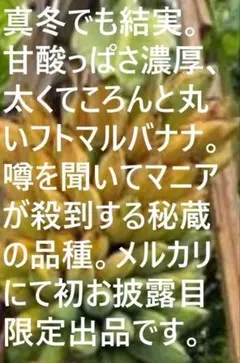 2026年最新】ドワーフ ナムワの人気アイテム - メルカリ