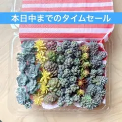 多肉植物　セダム　カット苗詰め合わせセットⒷ
