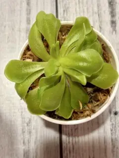 あびんこ　食虫植物　2点　送料無料　メルカリ便 あびんこ様専用 食虫植物 2点 送料無料 メルカリ便 - メルカリ