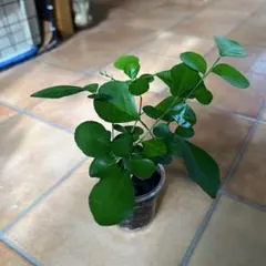 ③ ムラヤ　パニクラータ　土植え　観葉植物