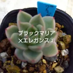 2026年最新】ヒアリナ×サラヒメの人気アイテム - メルカリ