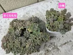 2026年最新】つぶつぶ屋 小梅の人気アイテム - メルカリ