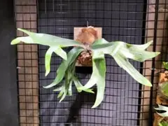 ビカクシダ コルク着生株 観葉植物 - メルカリ