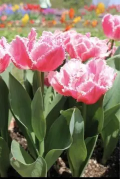 meruka プロフィール見てね⭐︎様 リクエスト 2点 まとめ商品