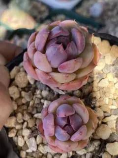 user_657c15c2様 リクエスト 2点 まとめ商品