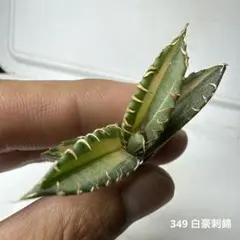 2026年最新】白豪刺の人気アイテム - メルカリ