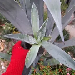 2025年最新】アガベ アメリカーナ 大株の人気アイテム - メルカリ