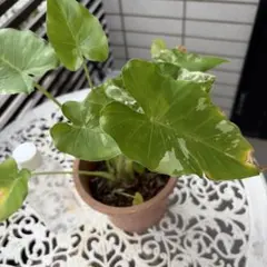 班入りクワズ芋