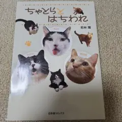 ちゃとらとはちわれ